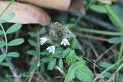 Lepidagathis incurva